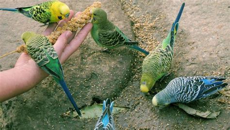 養鳥|新手養鳥指南 挑選及準備要點 – 寵物百科